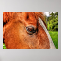 Oeil de châtaignier Gelding Cheval Equine Photo 2