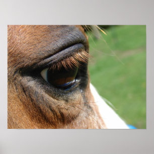 Poster Oeil de cheval