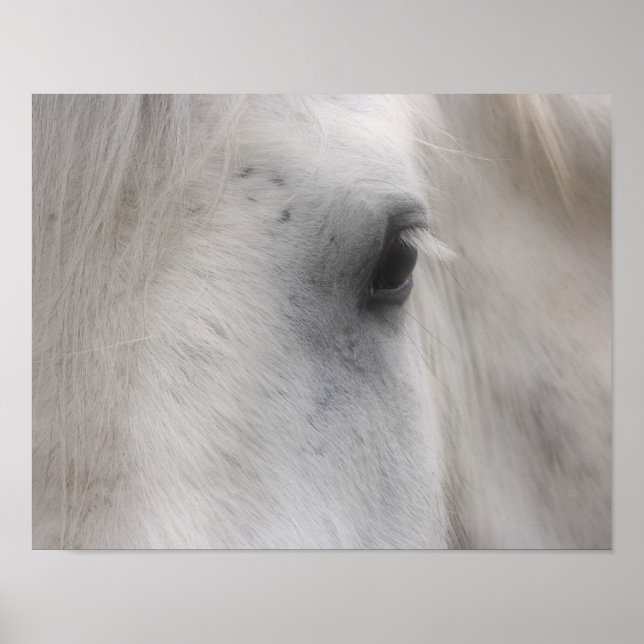 Poster Oeil de cheval Percheron blanc (Devant)