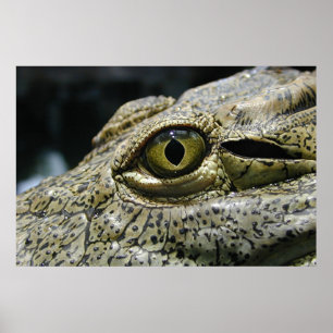 Poster Oeil de crocodile