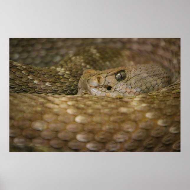 Poster oeil de serpent (Devant)