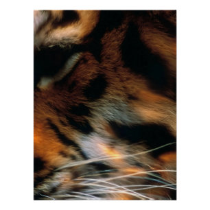 Poster Œil de tigre doré gros plan faune 