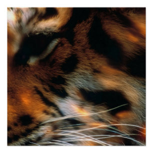 Poster Œil de Tigre Doré Gros Plan Faune