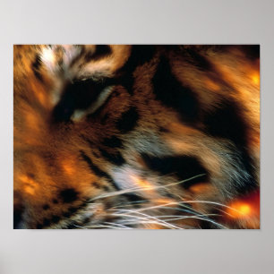 Poster Œil de Tigre Doré Gros Plan Faune 