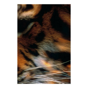 Poster Œil de tigre doré gros plan faune