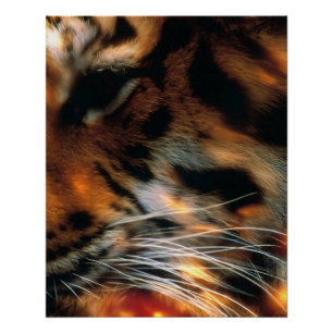Poster Œil de tigre doré gros plan faune 
