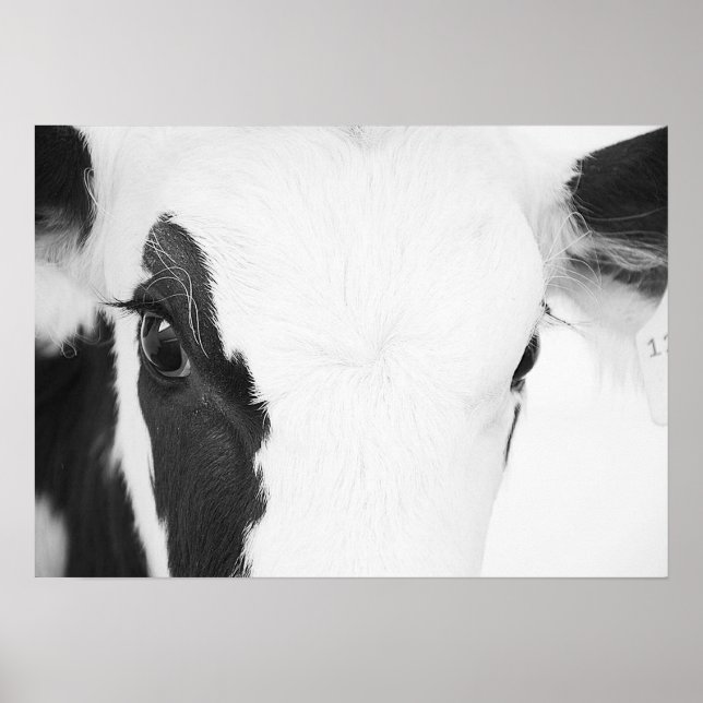 Poster Oeil de vache Holstein noir et blanc (Devant)