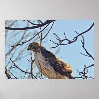 Poster Oeil des Hawks