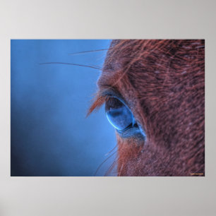 Poster OEil doux d'un cheval Sorrel aimant