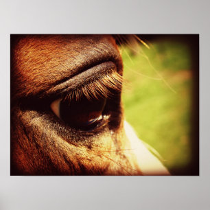 Poster Oeil du cheval