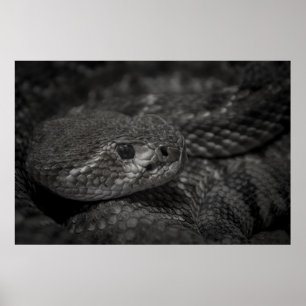 Poster oeil du serpent