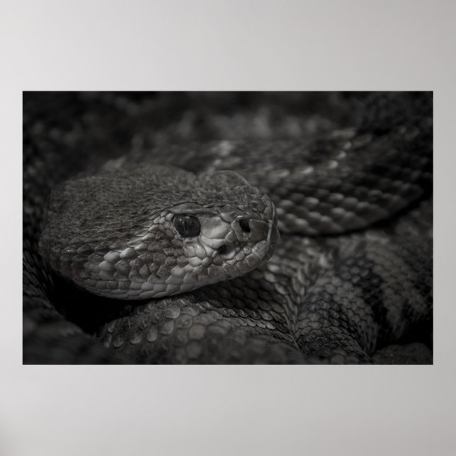 Poster oeil du serpent (Devant)