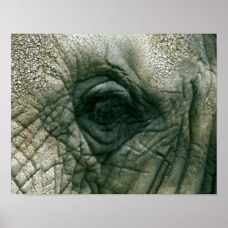 Poster Oeil éléphant