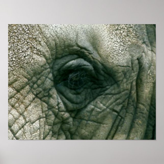 Poster Oeil éléphant (Devant)