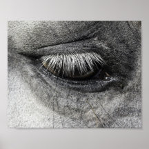 Oeil, équine fine art gros de la photographie,