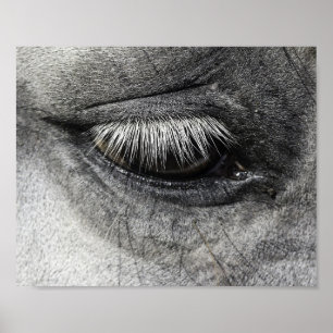 Poster Oeil, équine fine art gros de la photographie,
