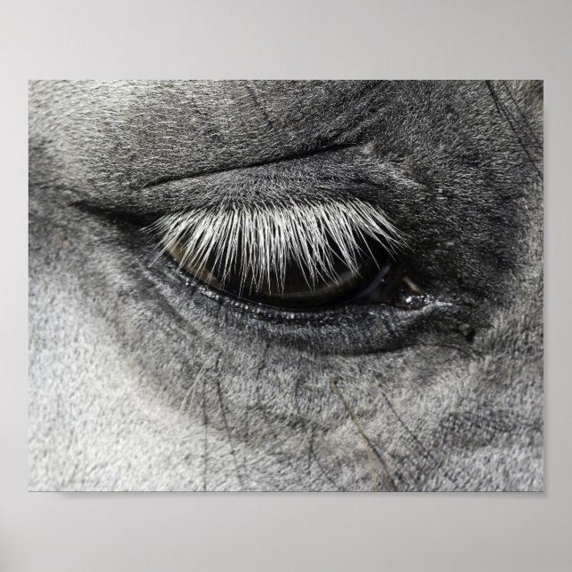 Poster Oeil, équine fine art gros de la photographie, (Devant)