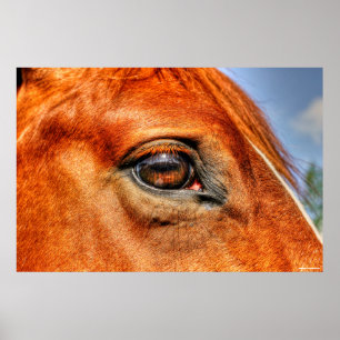 Poster OEil rouge Dun Mare Cheval équin Photo