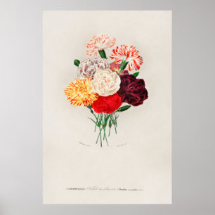 Poster Œillet (Dianthus caryophyllus)
