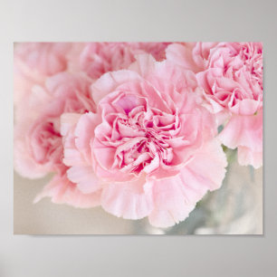 Poster Oeillets roses