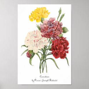 Poster Oeillets vintages Dianthus Garden Flowers Redoute