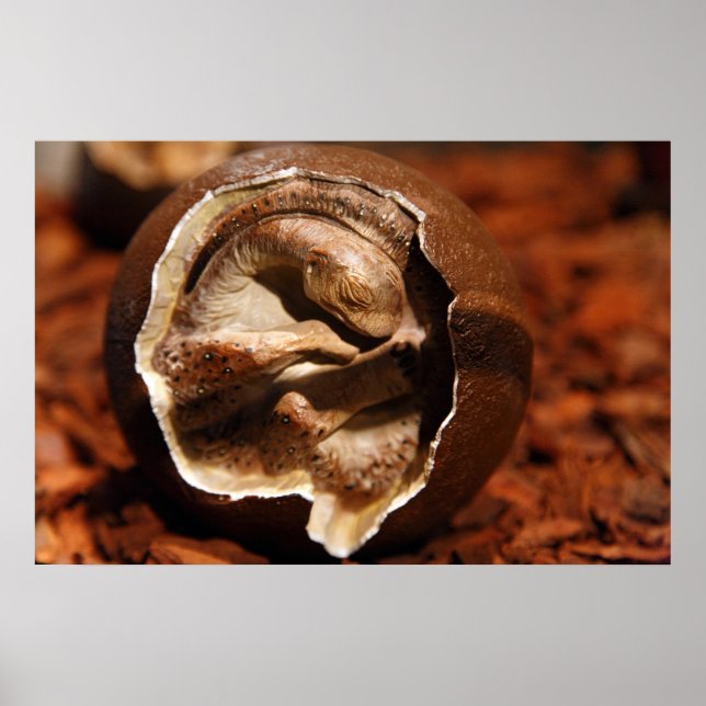 Poster OEuf de dinosaure avec embryon (Devant)