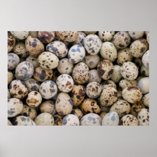 Poster Oeufs de caille, Huaraz, Cordillera Blanca, Ancash