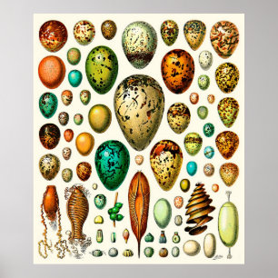 Poster Oeufs de ~ d'Adolphe Millot