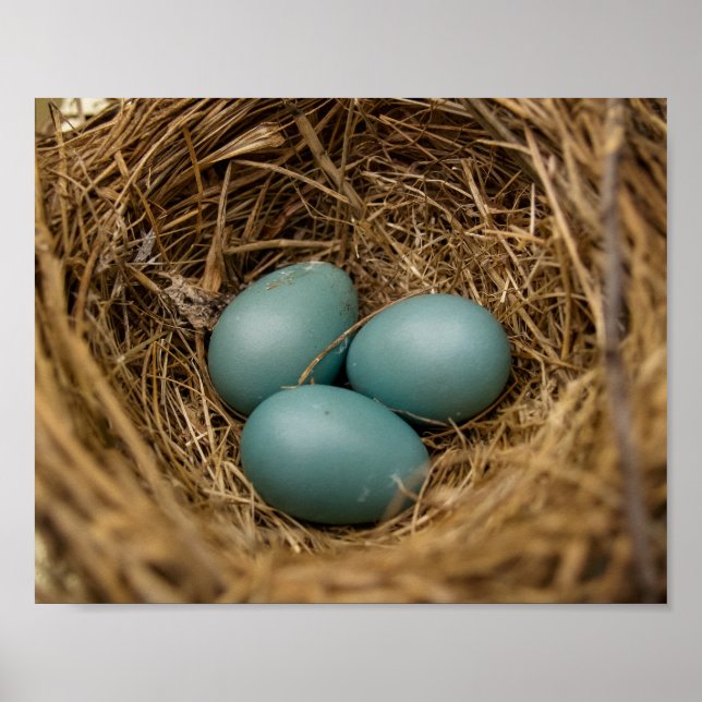 Poster Oeufs de Robins (Devant)