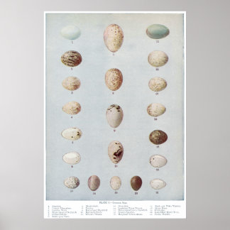 Poster Oeufs d'oiseaux Plaque C Histoire naturelle Vintag
