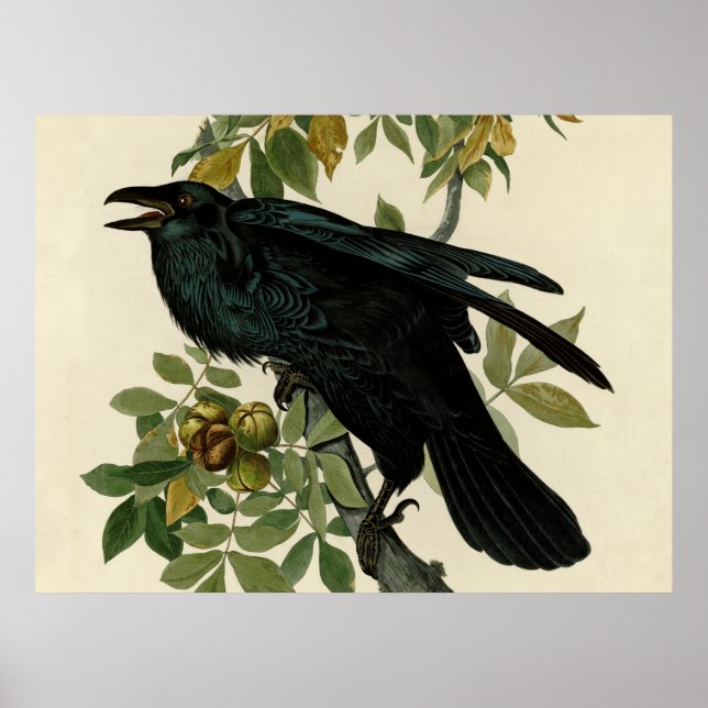Poster Œuvre d'art classique du corbeau d'Audubon (Devant)