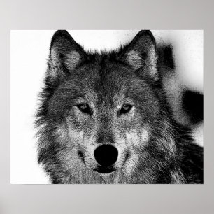 Poster Œuvre d'art Loup Gris Noir & Blanc