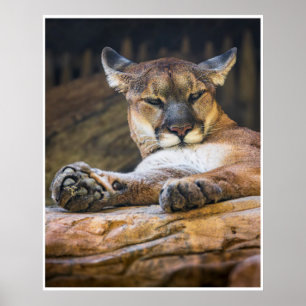 Poster Œuvre d'art murale de couguar au repos Impressio