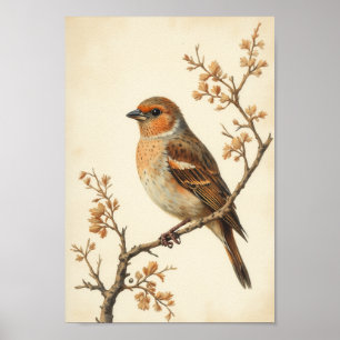 Poster Œuvre d'art murale vintage moineau cottagecore
