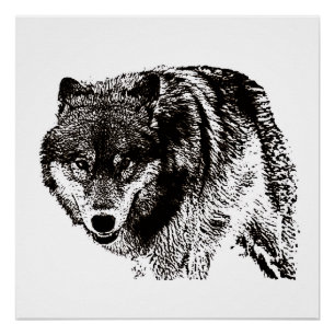 Poster Oeuvre d'art noir et blanc Wild Wolf
