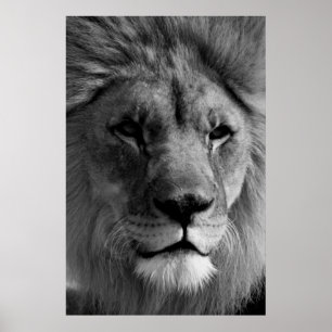 Poster Oeuvre photographique Lion noir et blanc