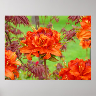 Poster Office art imprime Orange Rhododendron Garden