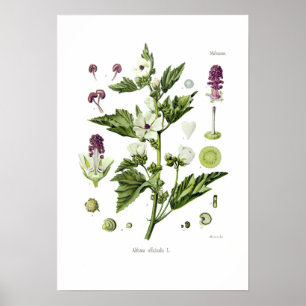 Poster Officinalis d'Althaea