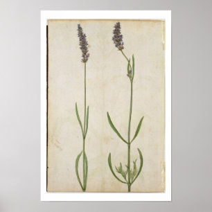 Poster Officinalis de Lavandula (vieille lavande