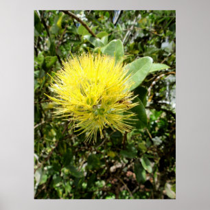 Poster Ohia jaune Lehua