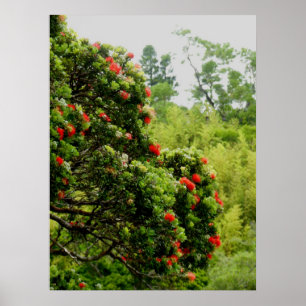Poster Ohia Lehua