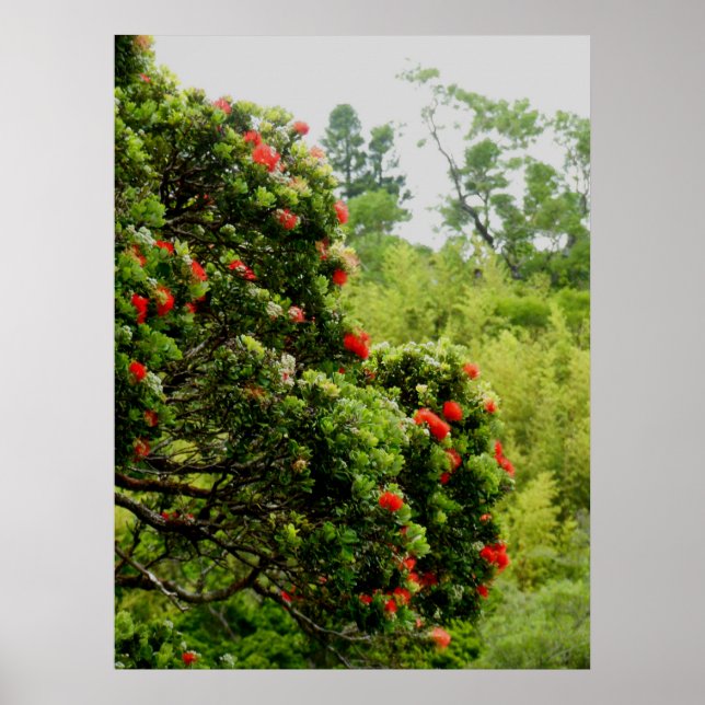 Poster Ohia Lehua (Devant)