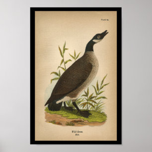 Poster Oie 1890 sauvage d'impression d'oiseau