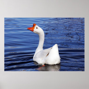 Poster oie blanche nageant sur de l'eau bleue photo