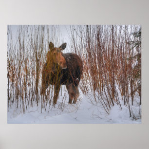Poster Oie canadienne sauvage en neige d'hiver III