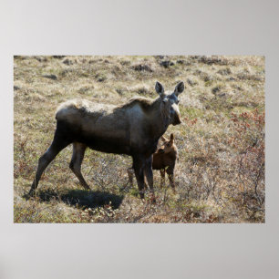 Poster Oie de vache de l'Alaska avec veau