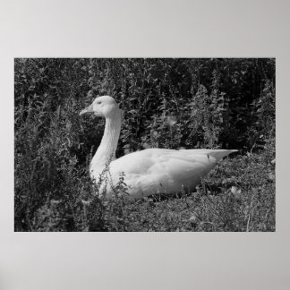 Poster Oie d'Emden