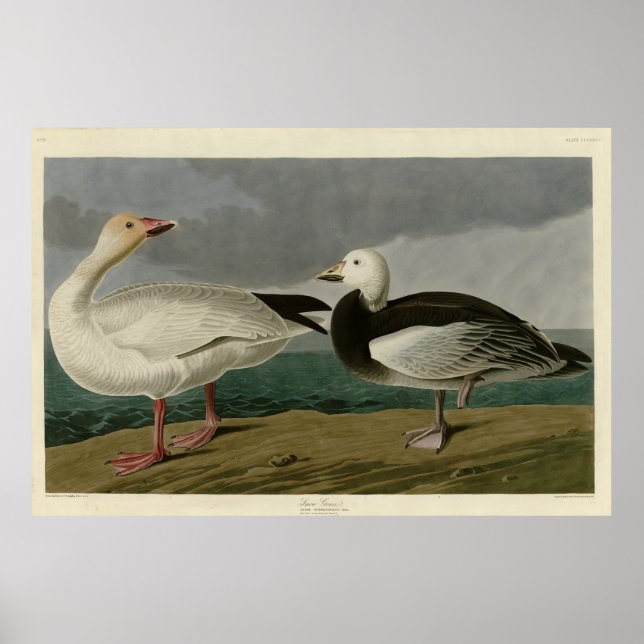 Poster Oie des neiges des oiseaux d'Amérique d'Audubon (Devant)