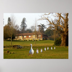 Poster Oie et Goslings APH Country Club