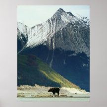 Oie sur le lac Medicine